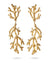 Coralia